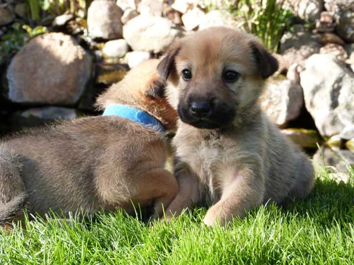 chinook dog